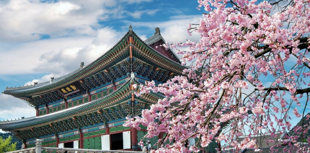 BUSAN - SEOUL - DAEGU - NAMI - EVERLAND Mùa Hoa Anh Đào 6N5Đ